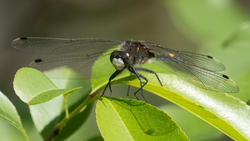 Leucorrhinia pectoralis (Yellow-spotted Whiteface)-3.jpg